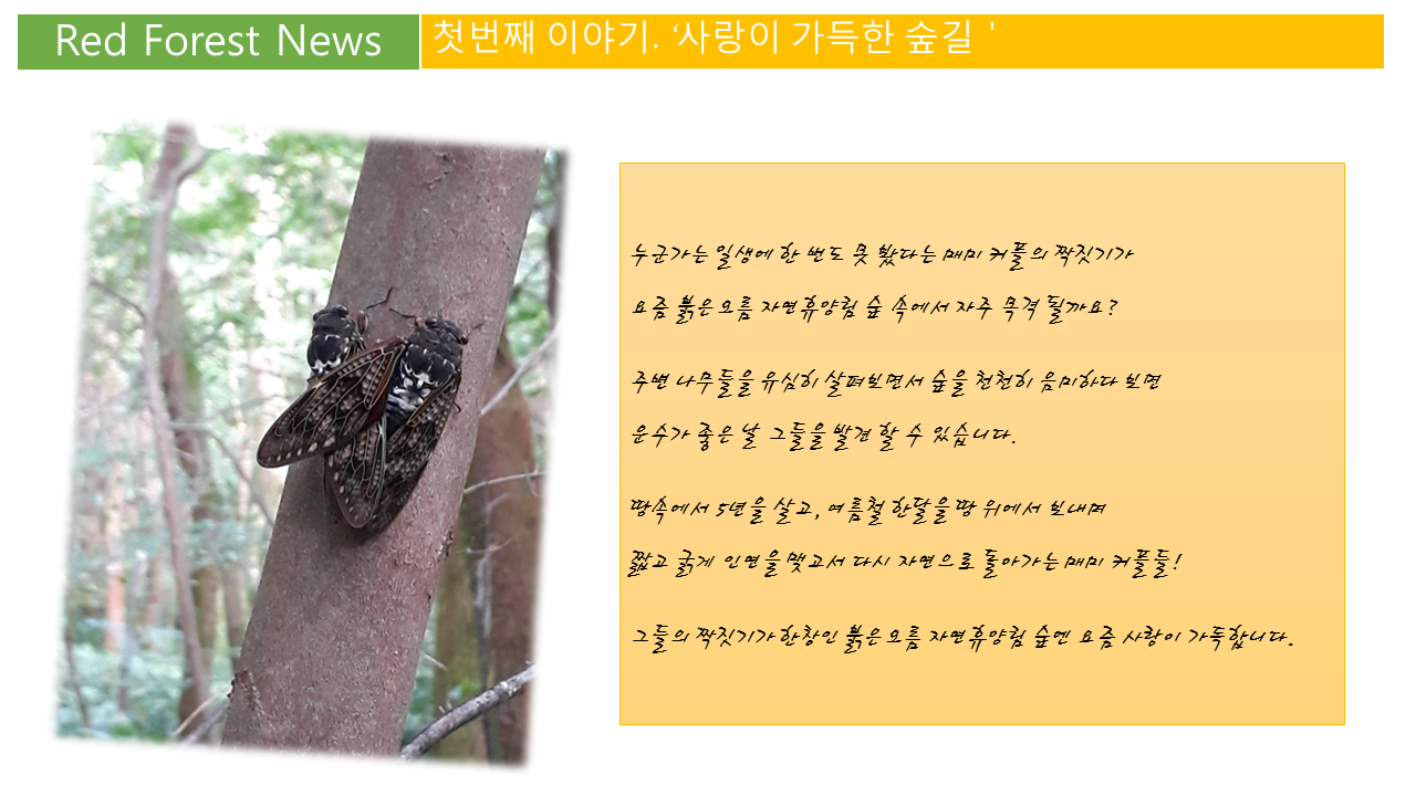 자연과 함께 하는 휴식공간 붉은오름 자연휴양림 - |